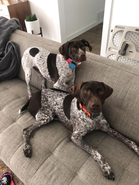 /images/uploads/southeast german shorthaired pointer rescue/segspcalendarcontest2019/entries/11734thumb.jpg